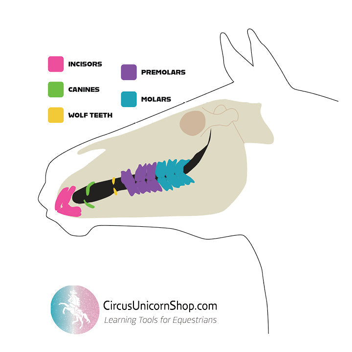 Understanding Your Horse’s Teeth: A Practical Guide for Owners