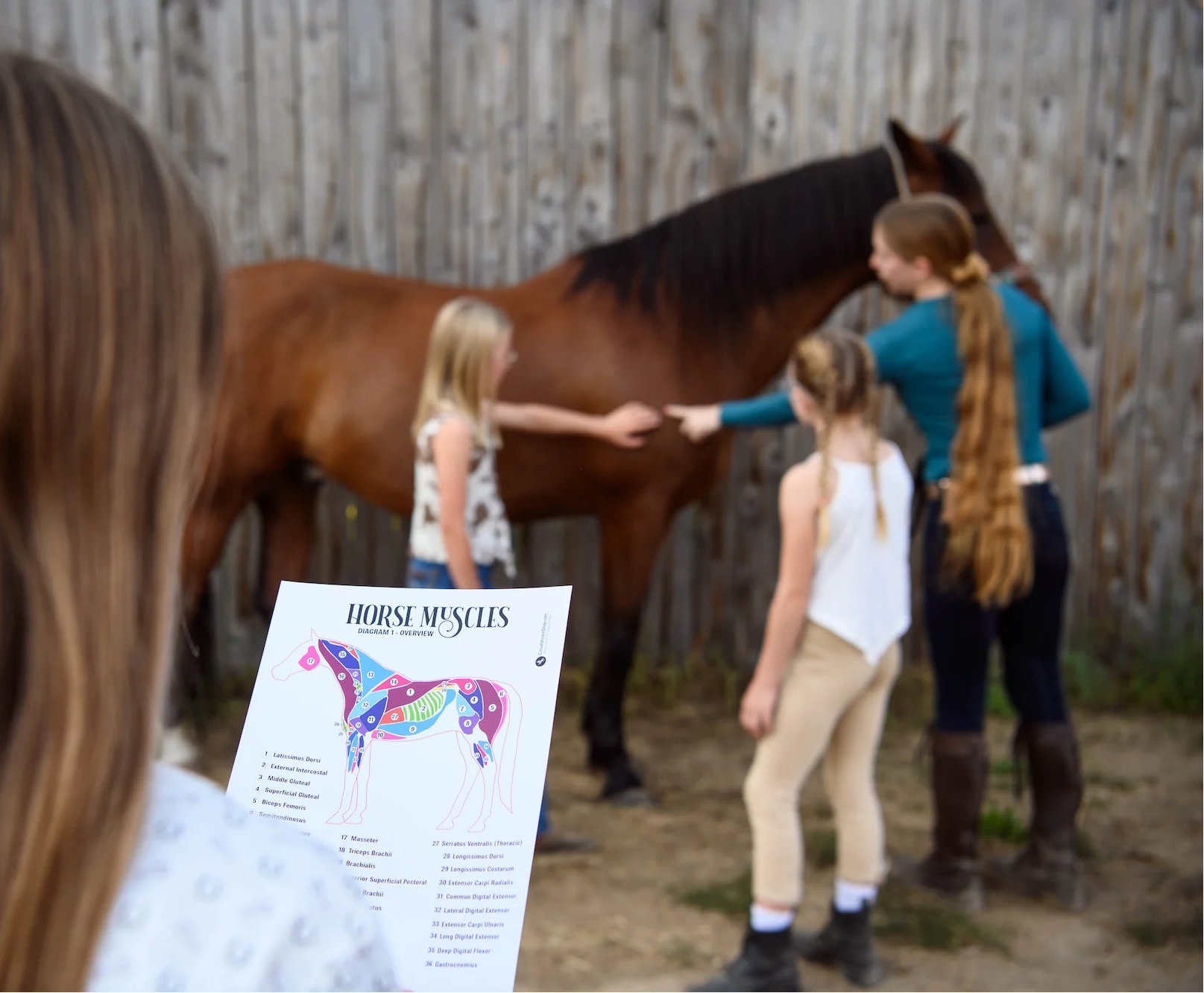 Riding lesson students interact with a horse as they study horse muscles with the help of Circus Unicorn horse worksheets and diagrams.