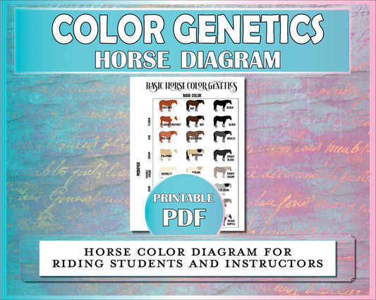 Horse color genetics diagrams showing base coat colors and their dilutions and modifiers.