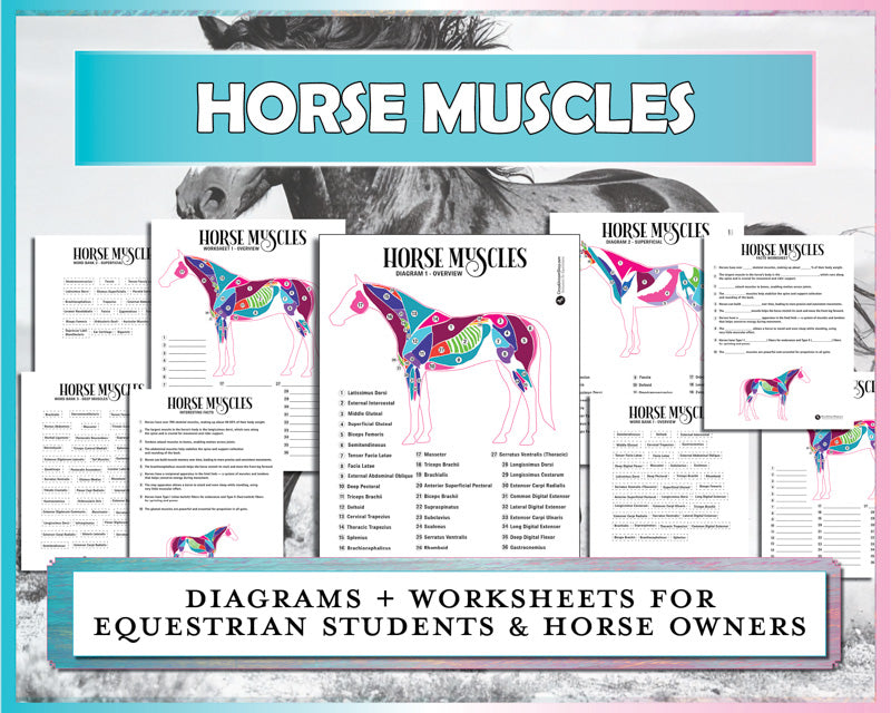 Horse Muscle Anatomy Diagrams & Worksheets Bundle