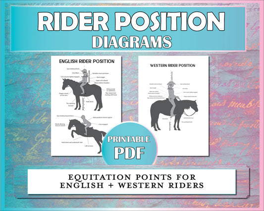 Rider position diagram for English, jumping, and western riders to understand equitation points.
